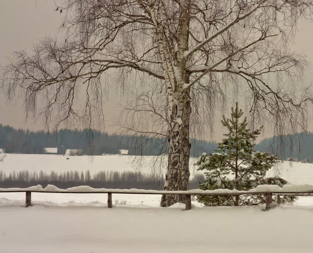 photo "Winter dream for two." tags: landscape, forest, winter