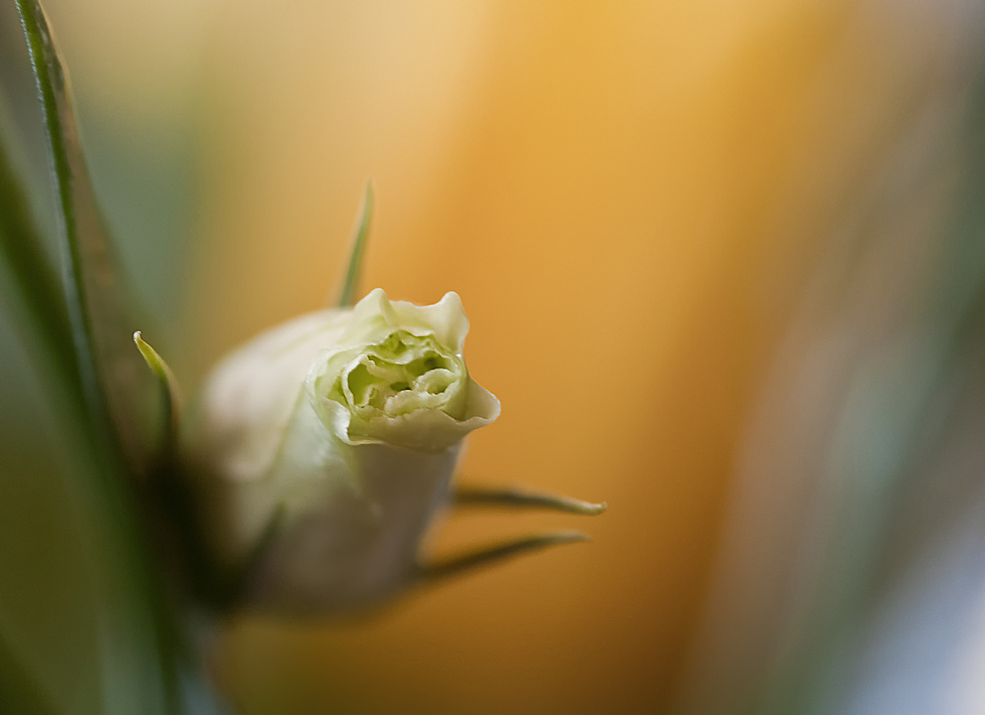 photo "Watercolor tenderness." tags: abstract, macro and close-up, 