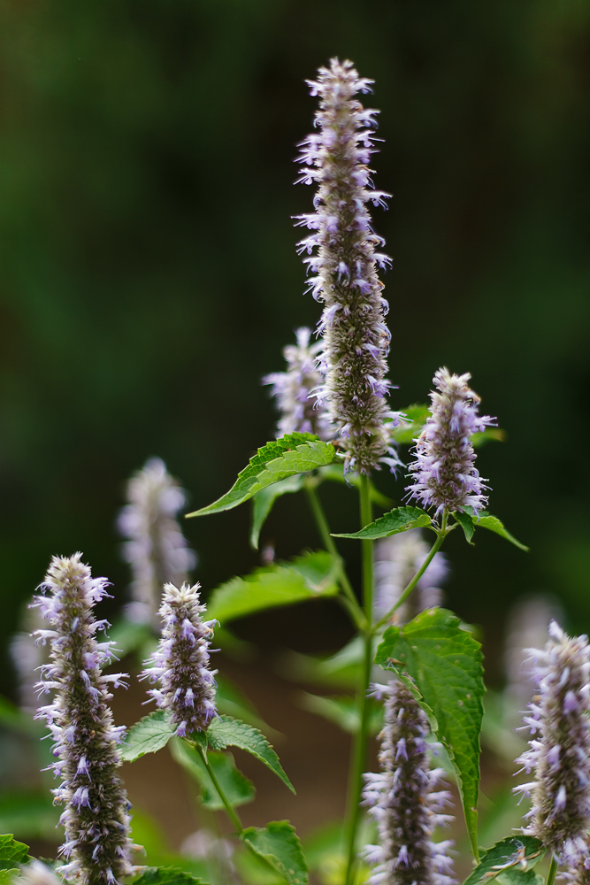 photo "***" tags: nature, flowers