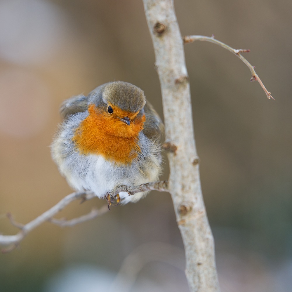 photo "Малиновка" tags: nature, wild animals