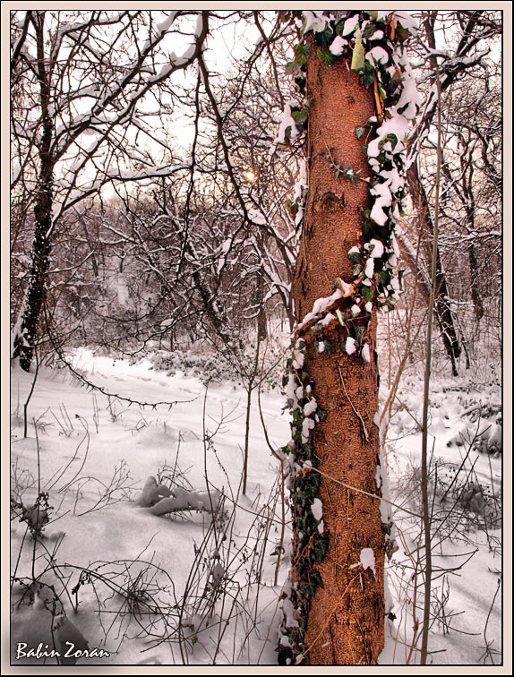 фото "forest" метки: пейзаж, лес