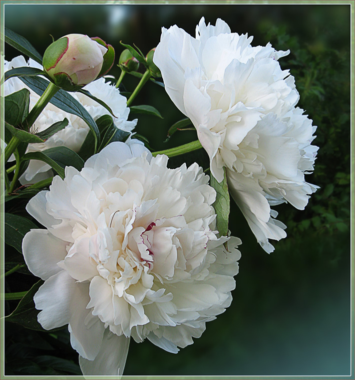 photo "Delightful aroma of Paeonia" tags: nature, flowers