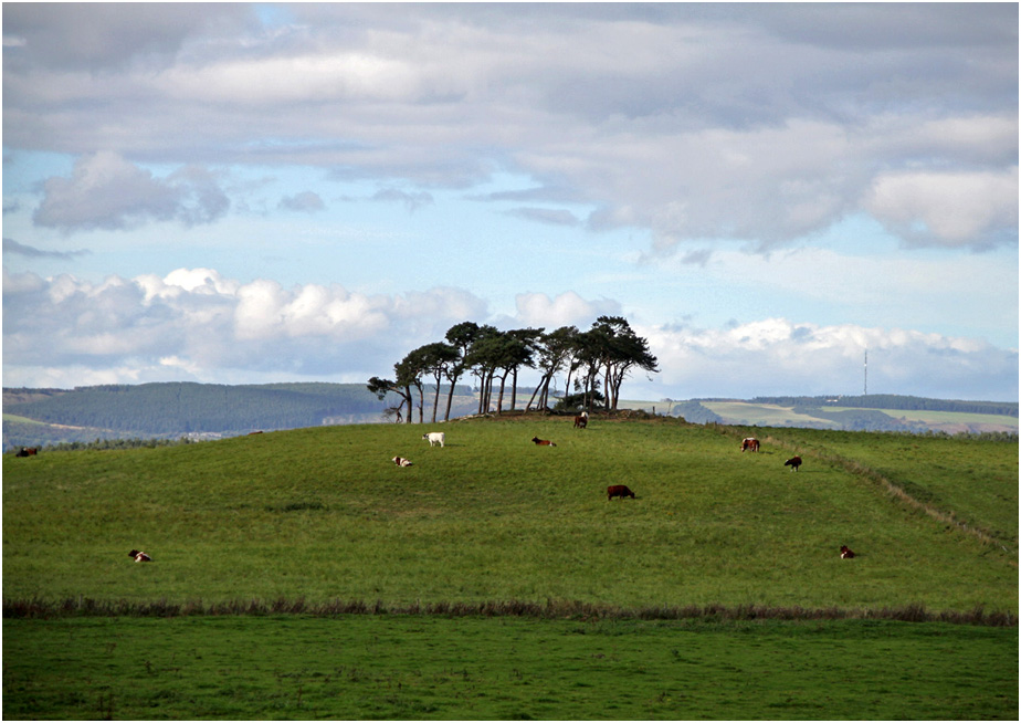 фото "Коровий островок." метки: пейзаж, дерева, осень