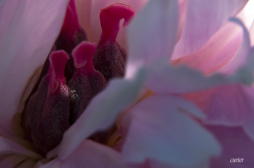 photo "***" tags: macro and close-up, nature, flowers