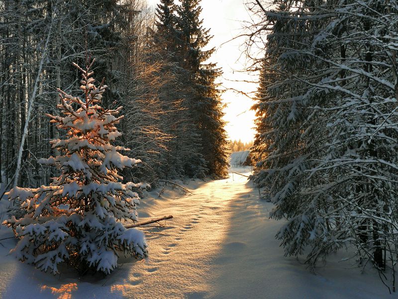 фото "луч света" метки: пейзаж, зима, лес