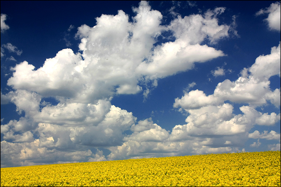 photo "Assault of clouds" tags: landscape, clouds, colza, field, sky, spring