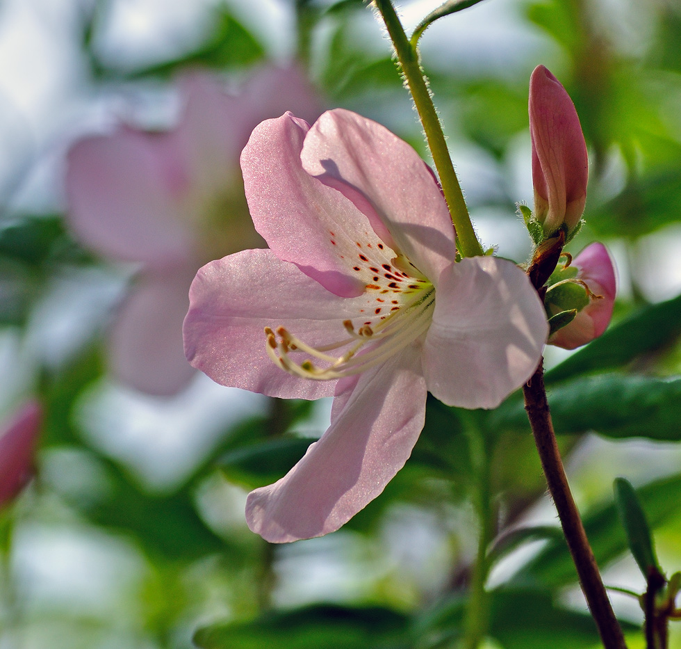 photo "***" tags: nature, flowers