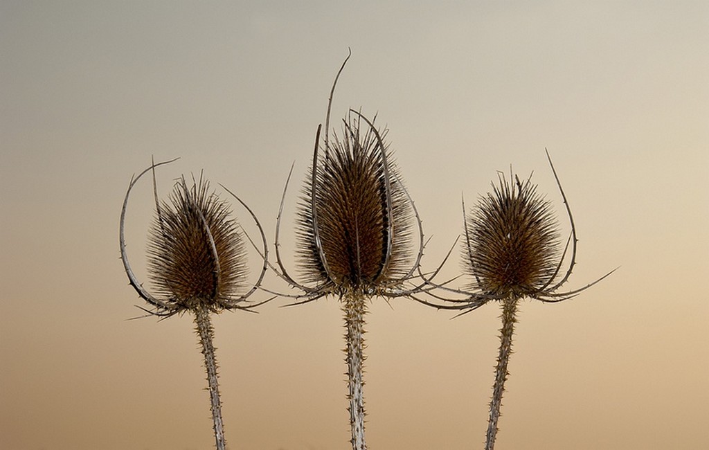 photo "Three kings..." tags: nature, flowers