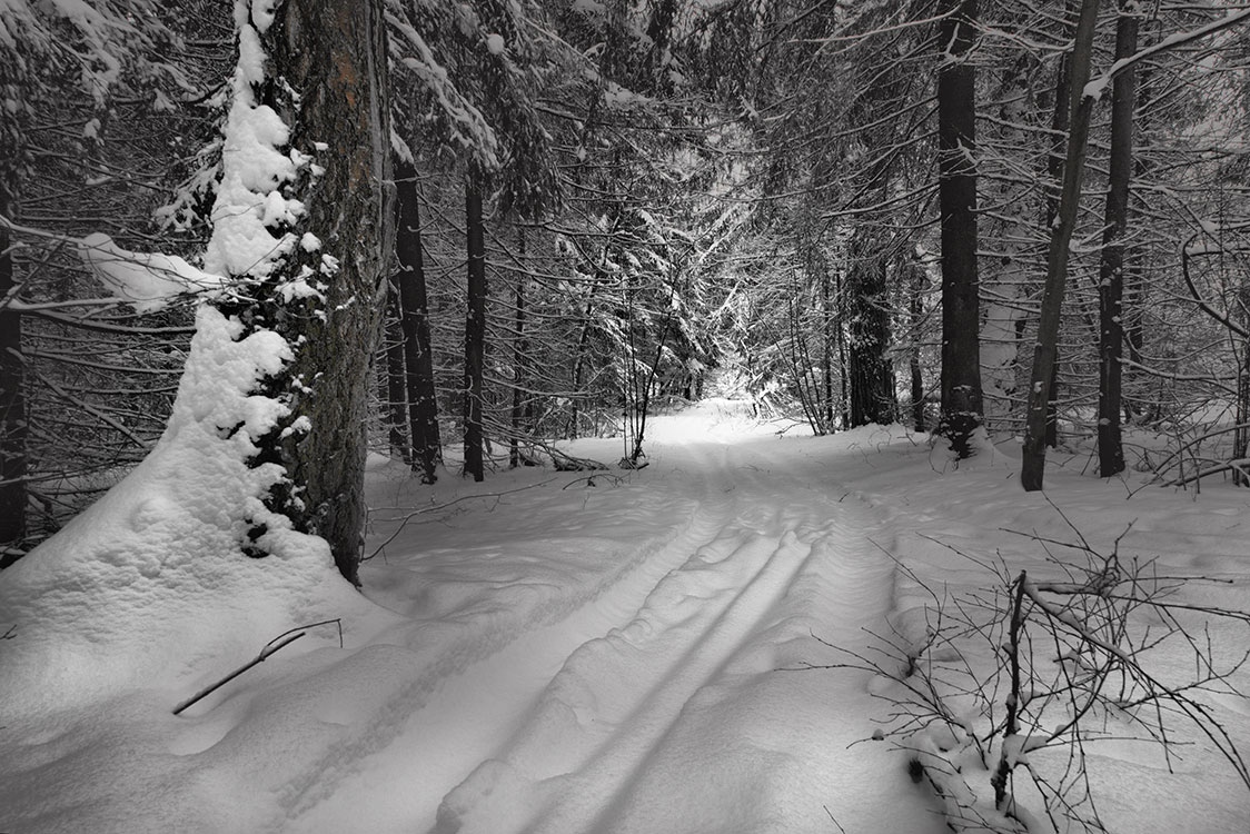 photo "***" tags: landscape, forest