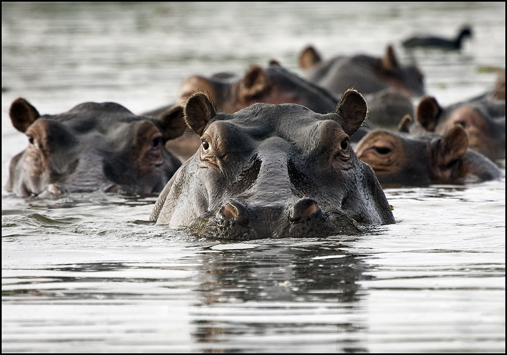 photo "***" tags: nature, travel, Africa, wild animals