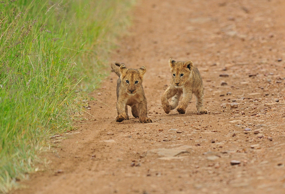 photo "***" tags: nature, wild animals