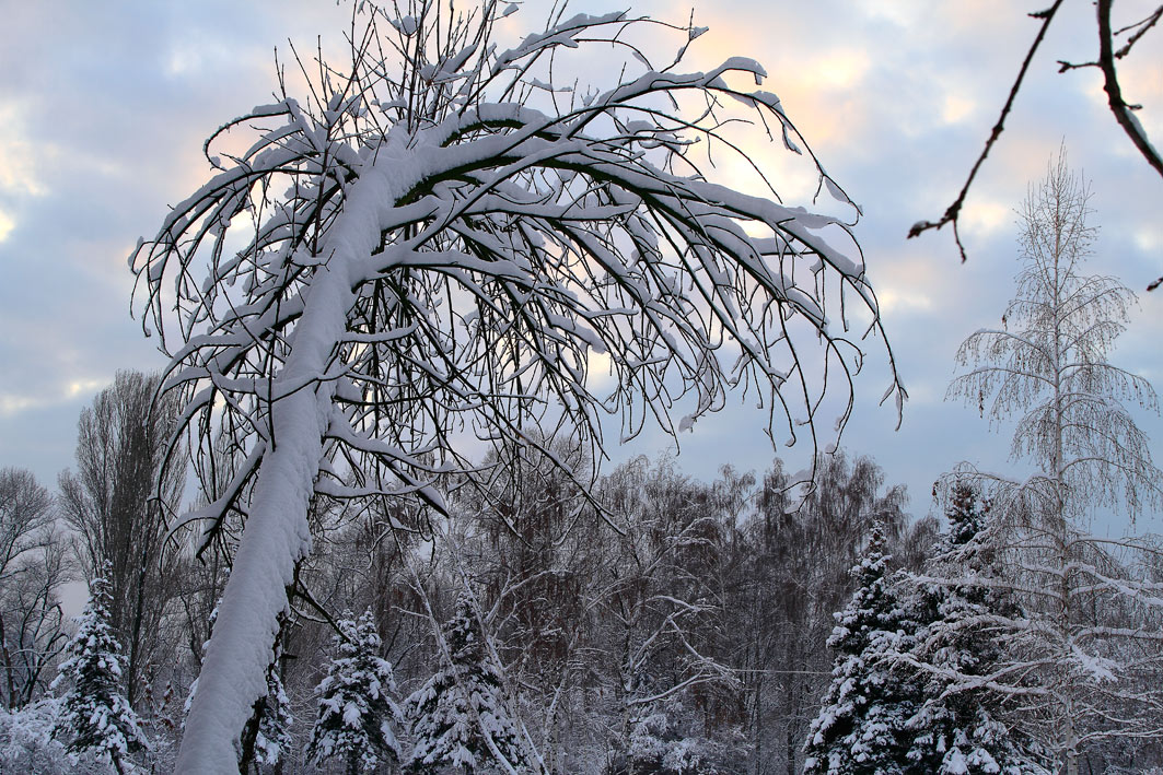 фото "Белое покрывало" метки: пейзаж, зима, лес