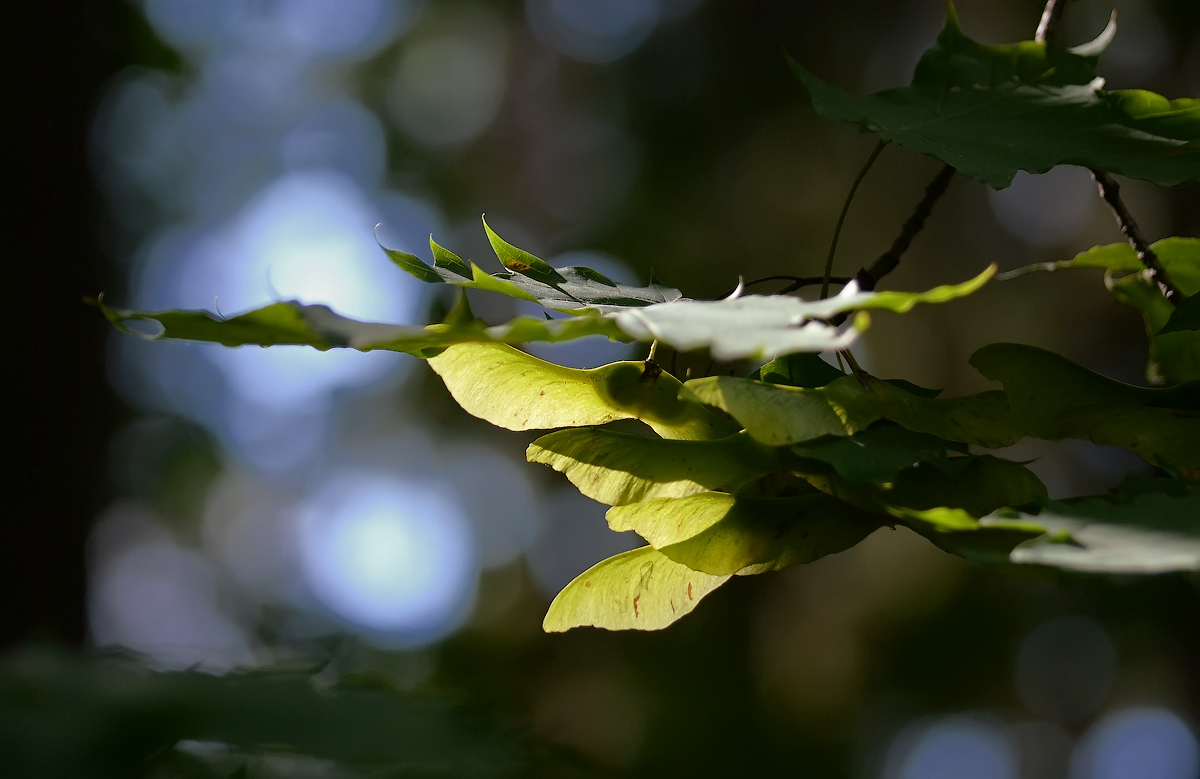 photo "***" tags: nature, flowers