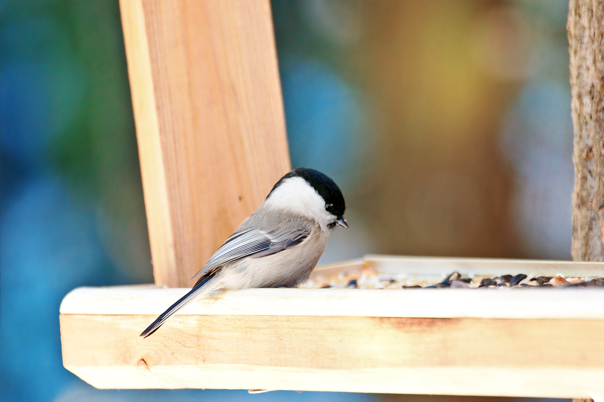 фото "Parus montanus" метки: природа, дикие животные