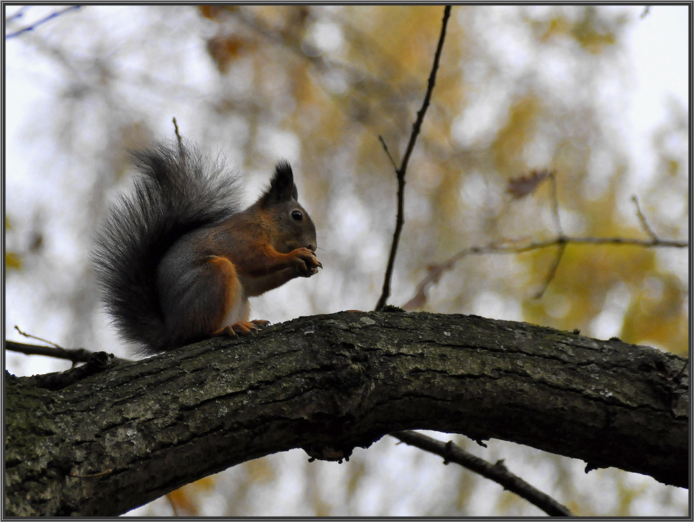 photo "***" tags: nature, wild animals