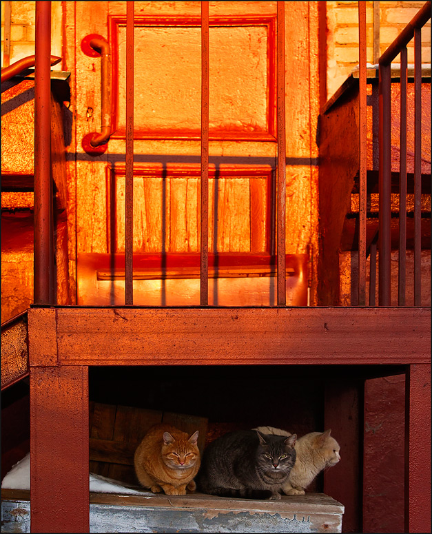 photo "The three cats and a sunset." tags: city, fragment, 