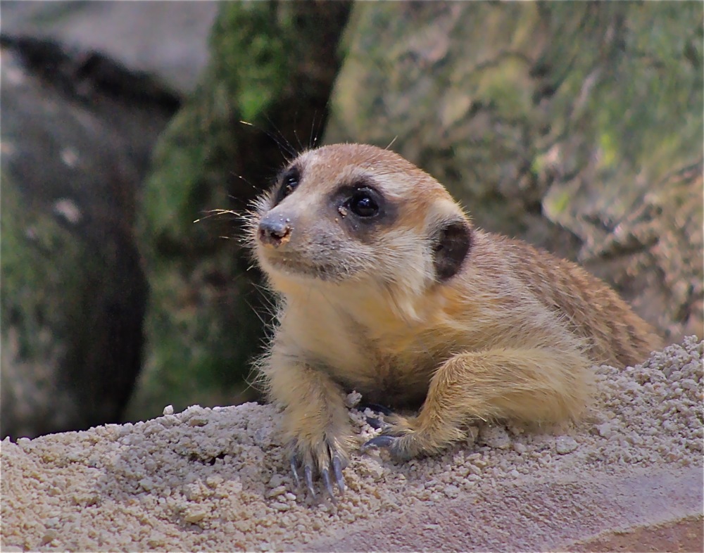 photo "***" tags: nature, wild animals