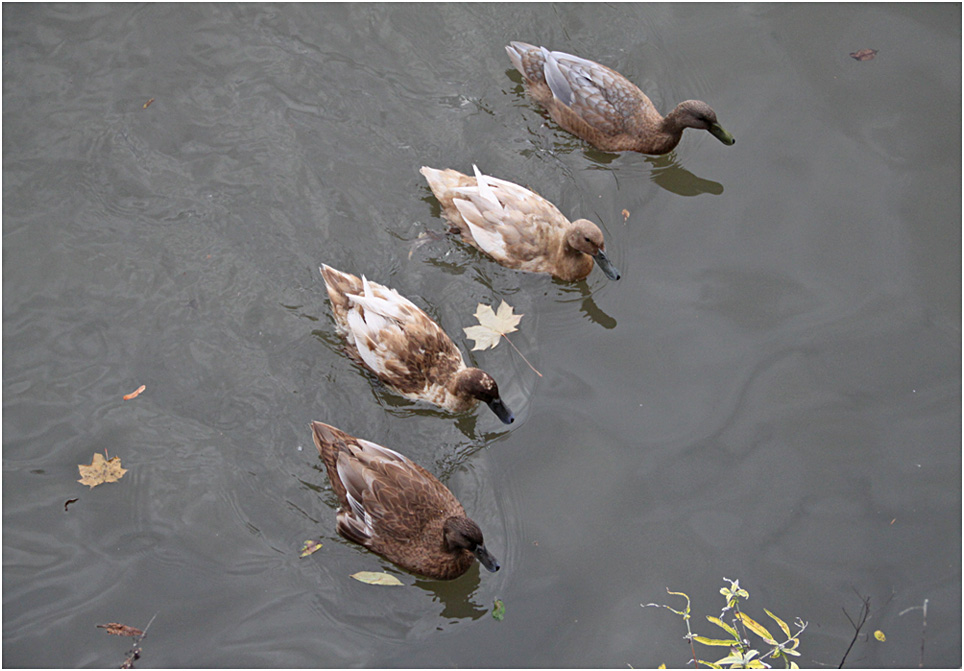 photo "***" tags: nature, wild animals