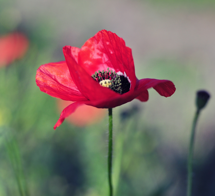 фото "***" метки: природа, цветы
