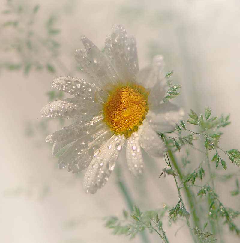 photo "***" tags: nature, flowers