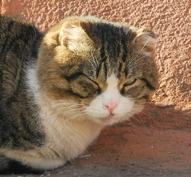 photo "***" tags: nature, pets/farm animals