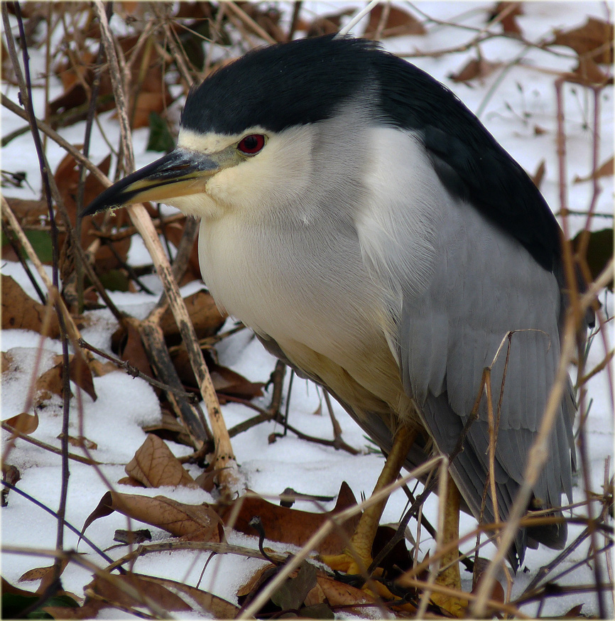 photo "Nycticorax nycticorax" tags: nature, wild animals