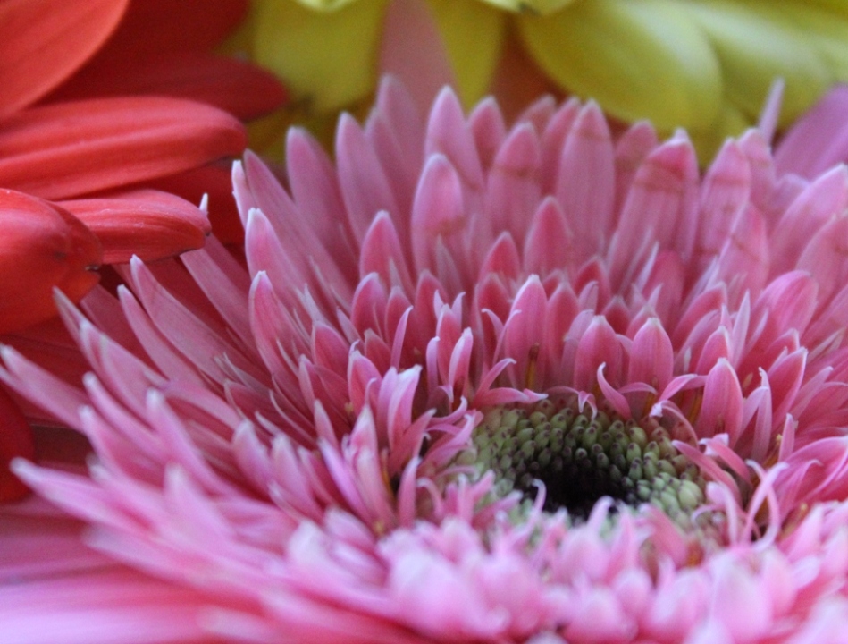 photo "Pink gerbera" tags: nature, flowers