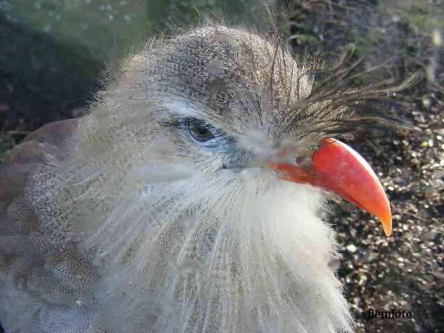 photo "Big bird" tags: nature, 