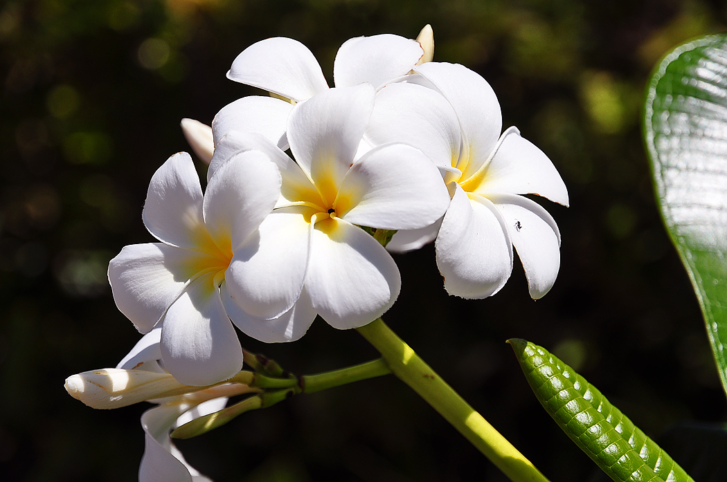 фото "Tropical bloom" метки: природа, цветы