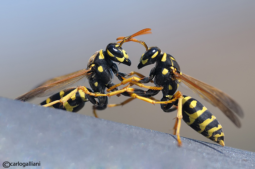 photo "Battle of the wasp" tags: macro and close-up, 