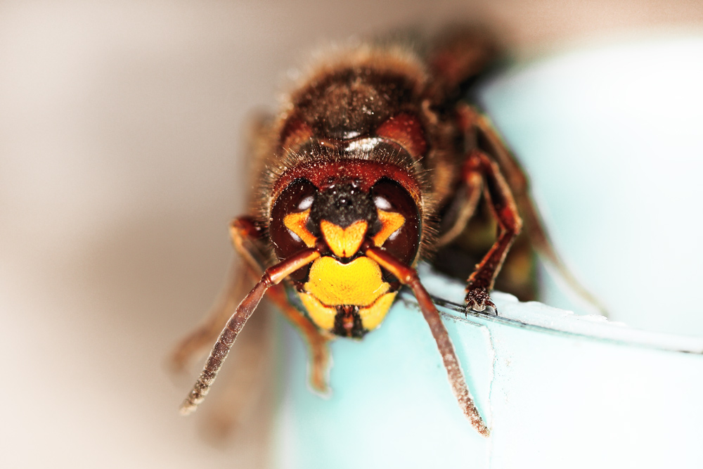 photo "***" tags: nature, macro and close-up, insect