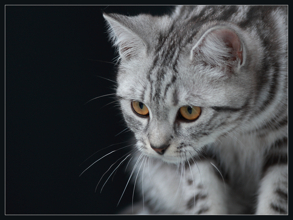 photo "***" tags: portrait, nature, pets/farm animals