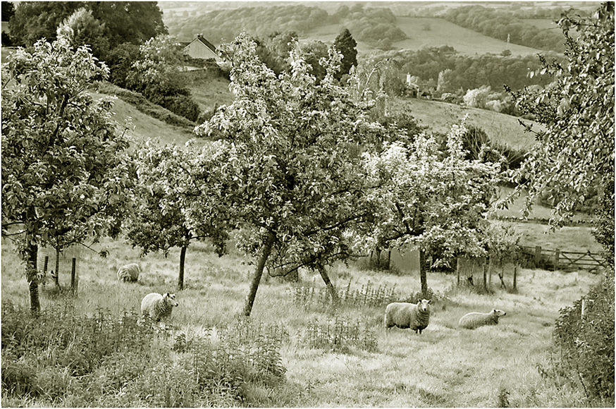 фото "Яблоневый сад." метки: пейзаж, дерева, овцы, чёрно-белое