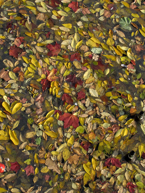 photo "leaves" tags: landscape, water