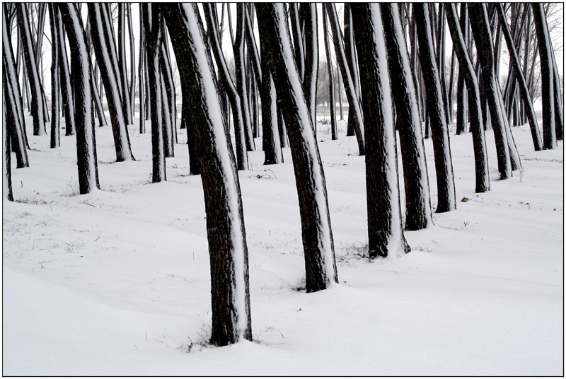 photo "Graphics Winter" tags: landscape, black&white, forest, snow, tree, winter