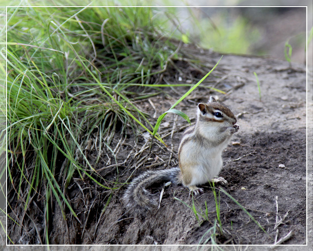 photo "***" tags: nature, wild animals