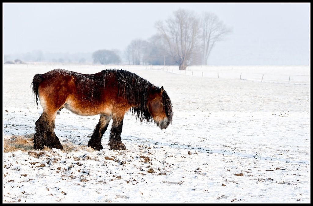 photo "Alone in the winterfield" tags: nature, pets/farm animals