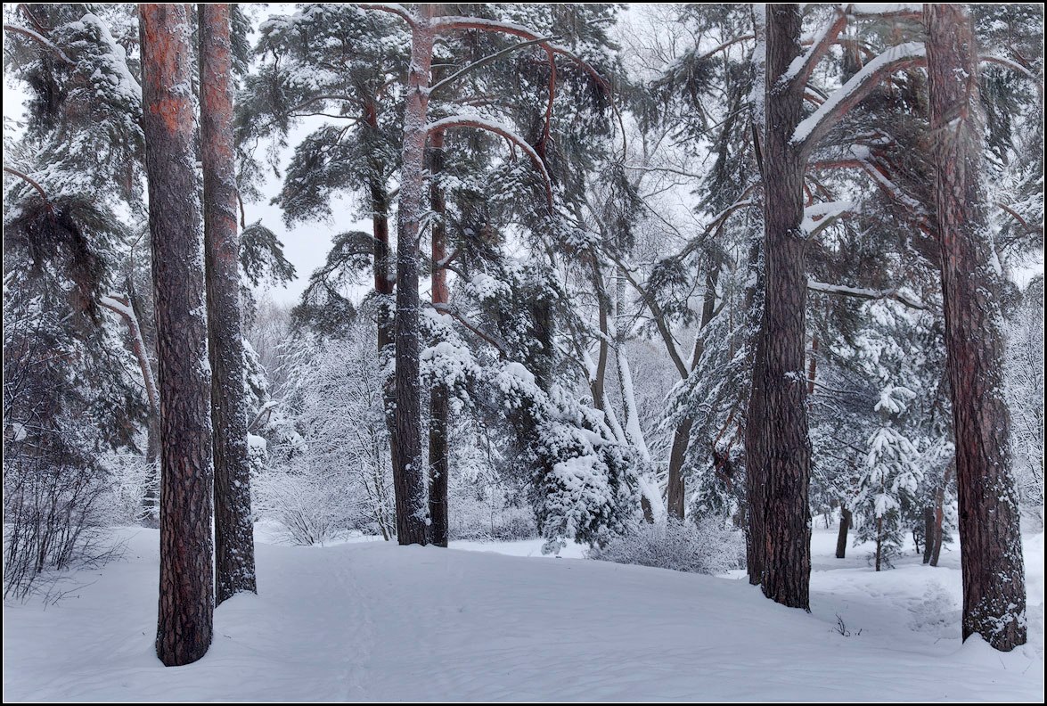 photo "After a snowfall" tags: landscape, forest, winter