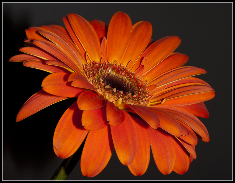 photo "***" tags: nature, flowers