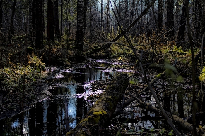 photo "***" tags: landscape, autumn, forest