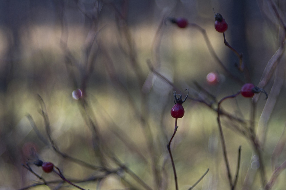 photo "***" tags: macro and close-up, landscape, autumn