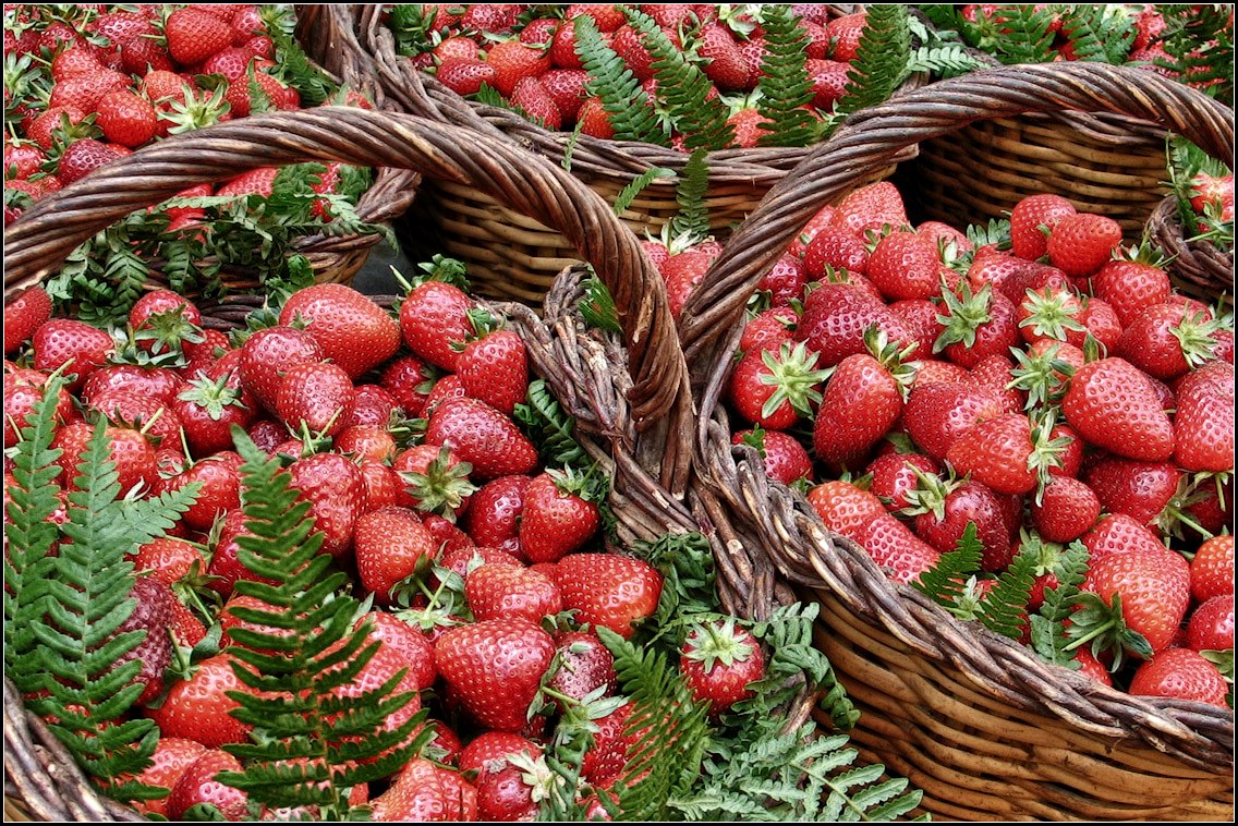 photo "strawberry" tags: misc., nature, flowers