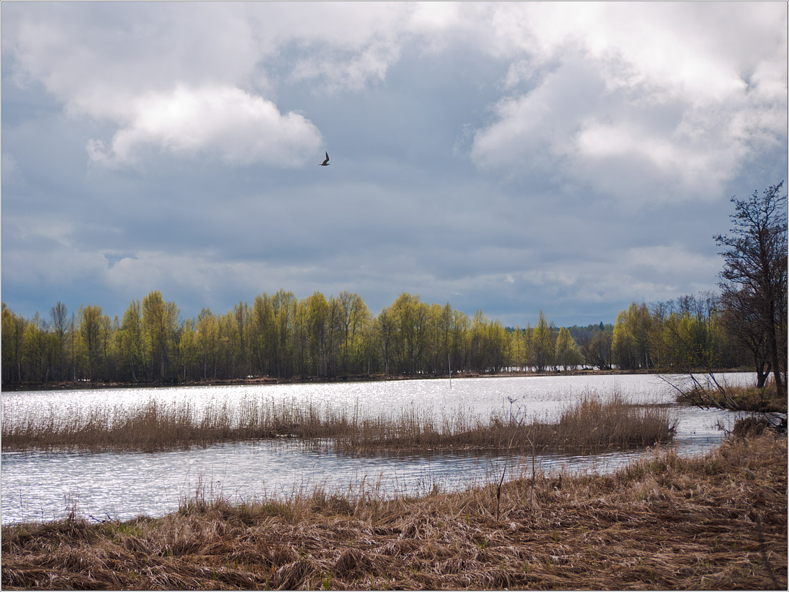 photo "Kizhi. The awakening of nature." tags: landscape, spring