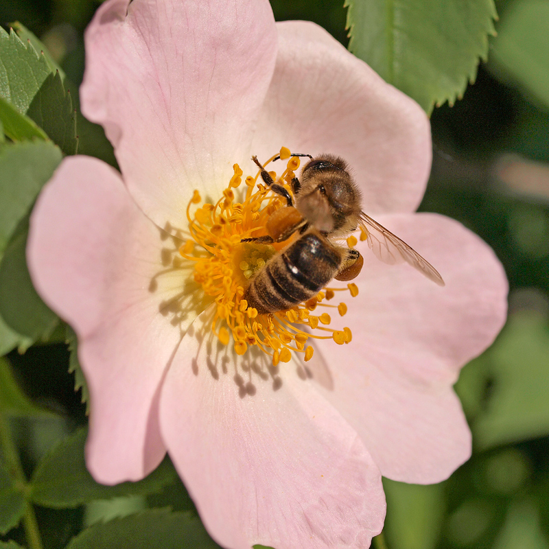 photo "***" tags: nature, macro and close-up, insect