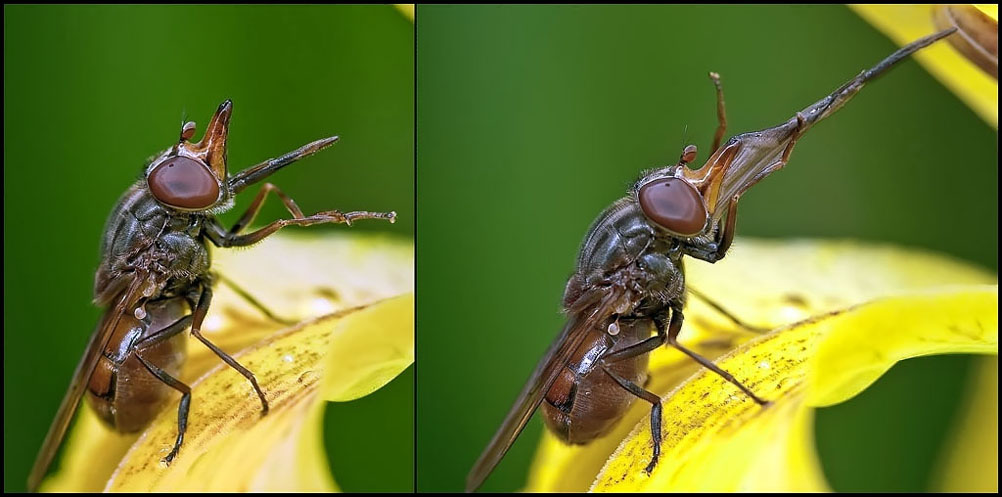 photo "***" tags: nature, macro and close-up, insect