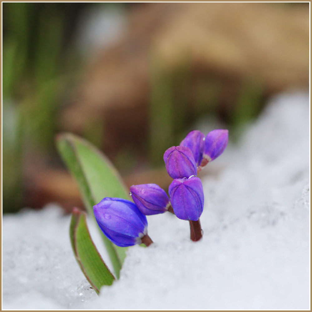 photo "***" tags: nature, macro and close-up, flowers