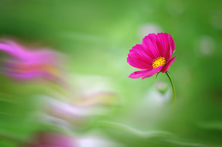 фото "***" метки: природа, цветы