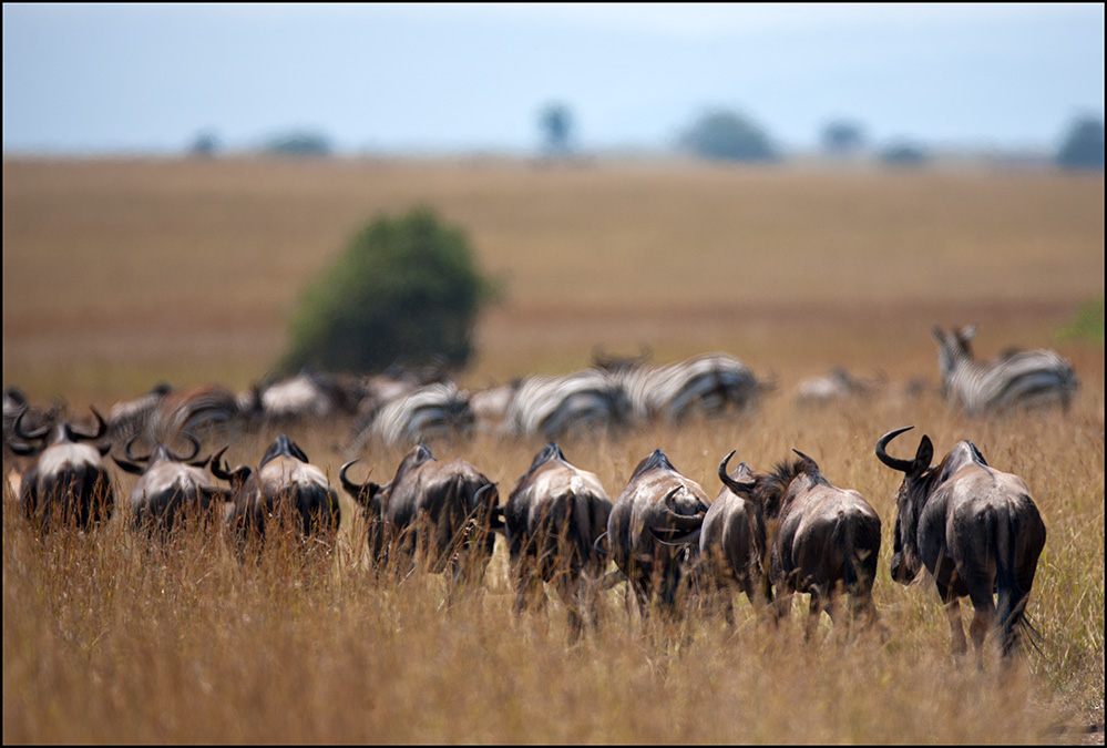 фото "Вечное движение" метки: природа, путешествия, Африка, дикие животные