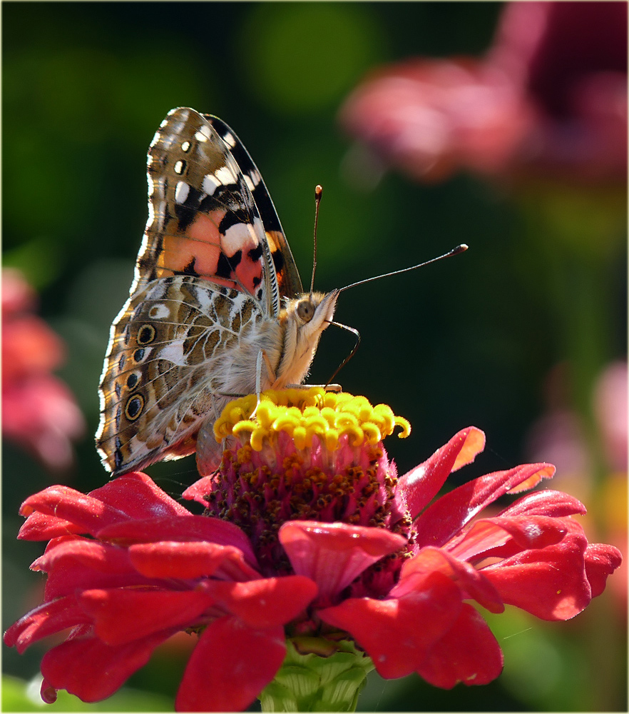 photo "***" tags: nature, insect