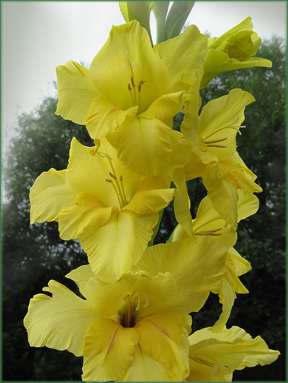 photo "If need here the sky or no?" tags: nature, flowers